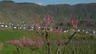 Link to Video | Bremm, Rhineland-Palatinate, peach, Germany, wine-producing region, vineyard, viticulture, peach tree, flower, Mosel-Saar-Ruwer