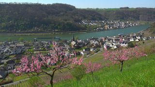 Link to Video | Rhineland-Palatinate, Germany, Alken, Moselle Valley
