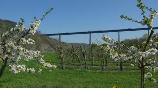 Link to Video | Rhineland-Palatinate, Germany, Weinberge, Moselle Viaduct, Winningen, Winningen, Moselle Valley
