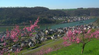 Link to Video | Rhineland-Palatinate, Germany, Alken, Moselle Valley
