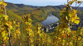 Link to Video | Bremm, Rhineland-Palatinate, autumn, Moselle, Germany, wine-producing region, vineyard, viticulture, Bremm, valley, river, human settlement, village, Mosel-Saar-Ruwer, Moselle Valley