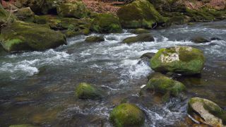 Link to Video | landscape, Rhineland-Palatinate, German-Luxembourg Nature Park, Irreler Wasserfälle, body of water, Germany, fluid flow, water, river, forest, Irrel, natural watercourse, brook, Prüm River, nature