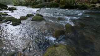 Link to Video | landscape, Rhineland-Palatinate, German-Luxembourg Nature Park, Irreler Wasserfälle, body of water, Germany, fluid flow, water, river, forest, Irrel, natural watercourse, brook, Prüm River, nature