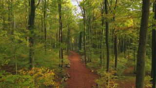 Link to Video | landscape, tree, renewable resource, bird's-eye view, autumn leaf color, autumn, raw material, vegetation, trunk, Forstwirtschaft, Waldzustandsbericht, forest protection, forest, aerial shot, nature