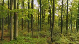 Link to Video | landscape, tree, renewable resource, bird's-eye view, autumn leaf color, autumn, raw material, vegetation, trunk, Forstwirtschaft, Waldzustandsbericht, forest protection, forest, aerial shot, nature