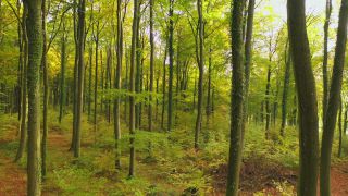 Link to Video | landscape, tree, renewable resource, bird's-eye view, autumn leaf color, autumn, raw material, vegetation, trunk, Forstwirtschaft, Waldzustandsbericht, forest protection, forest, aerial shot, nature