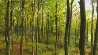 Link zum Video | Landschaft, Baum, nachwachsender Rohstoff, Vogelperspektive, Herbstfärbung, Herbst, Rohstoff, Vegetation, Stamm, Forstwirtschaft, Waldzustandsbericht, Waldschutz, Wald, Luftaufnahme, Natur