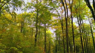 Link to Video | landscape, tree, renewable resource, bird's-eye view, autumn leaf color, autumn, raw material, vegetation, trunk, Forstwirtschaft, Waldzustandsbericht, forest protection, forest, aerial shot, nature