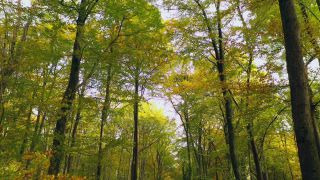 Link zum Video | Landschaft, Baum, nachwachsender Rohstoff, Vogelperspektive, Herbstfärbung, Herbst, Rohstoff, Vegetation, Stamm, Forstwirtschaft, Waldzustandsbericht, Waldschutz, Wald, Luftaufnahme, Natur
