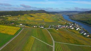 Link to Video | bird's-eye view, autumn leaf color, autumn, Moselle, wine-producing region, vineyard, viticulture, Ahn, Luxembourg, agricultural land, landscape of agriculture, valley, river, aerial shot, Mosel-Saar-Ruwer, Moselle Valley
