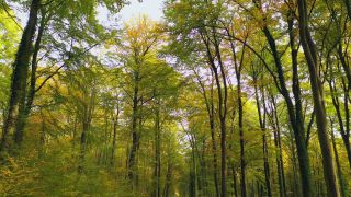 Link to Video | landscape, tree, renewable resource, bird's-eye view, autumn leaf color, autumn, raw material, vegetation, trunk, Forstwirtschaft, Waldzustandsbericht, forest protection, forest, aerial shot, nature
