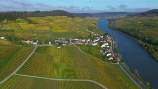 Link to Video | bird's-eye view, autumn leaf color, autumn, Moselle, wine-producing region, vineyard, viticulture, Ahn, Luxembourg, agricultural land, landscape of agriculture, valley, river, aerial shot, Mosel-Saar-Ruwer, Moselle Valley