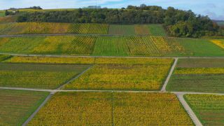 Link to Video | bird's-eye view, autumn leaf color, autumn, Moselle, wine-producing region, vineyard, viticulture, Ahn, Luxembourg, agricultural land, landscape of agriculture, valley, river, aerial shot, Mosel-Saar-Ruwer, Moselle Valley