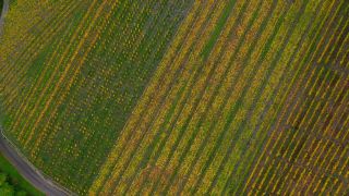Link to Video | landscape, autumn leaf color, Rhineland-Palatinate, autumn, Saar, Germany, wine-producing region, vineyard, viticulture, Saarburg, agricultural land, landscape of agriculture, Saarburg, Mosel-Saar-Ruwer, nature