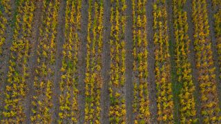 Link zum Video | Landschaft, Herbstfärbung, Rheinland-Pfalz, Herbst, Saar, Deutschland, Weinbaugebiet, Weinberg, Weinbau, Saarburg, Agrarland, Agrarlandschaft, Saarburg, Mosel, Natur