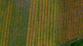 Link to Video | landscape, autumn leaf color, Rhineland-Palatinate, autumn, Saar, Germany, wine-producing region, vineyard, viticulture, Saarburg, agricultural land, landscape of agriculture, Saarburg, Mosel-Saar-Ruwer, nature