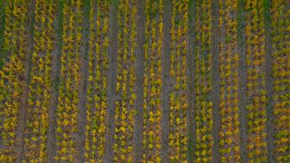 Link zum Video | Landschaft, Herbstfärbung, Rheinland-Pfalz, Herbst, Saar, Deutschland, Weinbaugebiet, Weinberg, Weinbau, Saarburg, Agrarland, Agrarlandschaft, Saarburg, Mosel, Natur