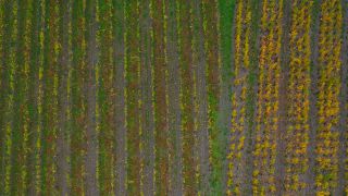 Link zum Video | Landschaft, Herbstfärbung, Rheinland-Pfalz, Herbst, Saar, Deutschland, Weinbaugebiet, Weinberg, Weinbau, Saarburg, Agrarland, Agrarlandschaft, Saarburg, Mosel, Natur
