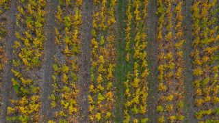Link to Video | landscape, autumn leaf color, Rhineland-Palatinate, autumn, Saar, Germany, wine-producing region, vineyard, viticulture, Saarburg, agricultural land, landscape of agriculture, Saarburg, Mosel-Saar-Ruwer, nature
