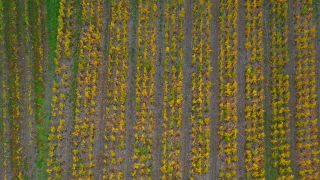 Link to Video | landscape, autumn leaf color, Rhineland-Palatinate, autumn, Saar, Germany, wine-producing region, vineyard, viticulture, Saarburg, agricultural land, landscape of agriculture, Saarburg, Mosel-Saar-Ruwer, nature
