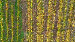 Link to Video | landscape, autumn leaf color, Rhineland-Palatinate, autumn, Saar, Germany, wine-producing region, vineyard, viticulture, Saarburg, agricultural land, landscape of agriculture, Saarburg, Mosel-Saar-Ruwer, nature