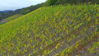 Link to Video | landscape, autumn leaf color, Rhineland-Palatinate, autumn, Saar, Germany, wine-producing region, vineyard, viticulture, Saarburg, agricultural land, landscape of agriculture, Saarburg, Mosel-Saar-Ruwer, nature