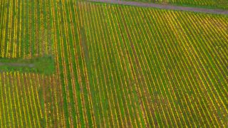Link to Video | landscape, autumn leaf color, Rhineland-Palatinate, autumn, Saar, Germany, wine-producing region, vineyard, viticulture, Saarburg, agricultural land, landscape of agriculture, Saarburg, Mosel-Saar-Ruwer, nature