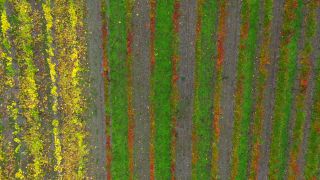 Link to Video | landscape, autumn leaf color, Rhineland-Palatinate, autumn, Saar, Germany, wine-producing region, vineyard, viticulture, Saarburg, agricultural land, landscape of agriculture, Saarburg, Mosel-Saar-Ruwer, nature