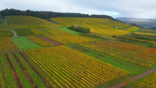 Link zum Video | Landschaft, Herbstfärbung, Rheinland-Pfalz, Herbst, Saar, Deutschland, Weinbaugebiet, Weinberg, Weinbau, Saarburg, Agrarland, Agrarlandschaft, Saarburg, Mosel, Natur