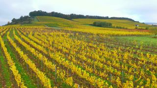 Link to Video | landscape, autumn leaf color, Rhineland-Palatinate, autumn, Saar, Germany, wine-producing region, vineyard, viticulture, Saarburg, agricultural land, landscape of agriculture, Saarburg, Mosel-Saar-Ruwer, nature