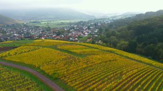 Link to Video | landscape, agriculture, autumn leaf color, Rhineland-Palatinate, autumn, Saar, Germany, Ayl, wine-producing region, vineyard, viticulture, Ayl, Mosel-Saar-Ruwer, nature, Trier-Saarburg
