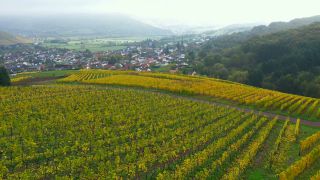 Link to Video | landscape, agriculture, autumn leaf color, Rhineland-Palatinate, autumn, Saar, Germany, Ayl, wine-producing region, vineyard, viticulture, Ayl, Mosel-Saar-Ruwer, nature, Trier-Saarburg