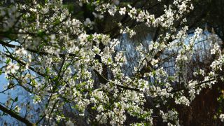 Link to Video | Crataegus, vegetation, branch, flower, plant, nature, hawthorn leaf and flower