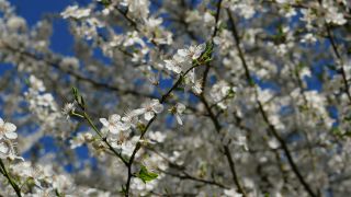 Link to Video | Crataegus, vegetation, branch, flower, plant, nature, hawthorn leaf and flower