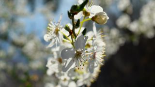 Link to Video | Crataegus, vegetation, branch, flower, plant, nature, hawthorn leaf and flower