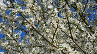 Link to Video | Crataegus, vegetation, branch, flower, plant, nature, hawthorn leaf and flower