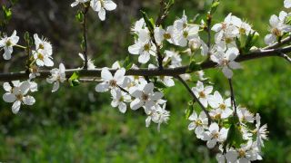 Link zum Video | Weißdorne, Vegetation, Ast, Blüte, Pflanzen, Natur, Weißdornblätter mit Blüten
