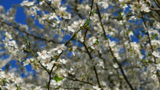 Link to Video | Crataegus, vegetation, branch, flower, plant, nature, hawthorn leaf and flower