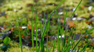 Link to Video | flora, drop, vegetation, green, grass, meadow, nature