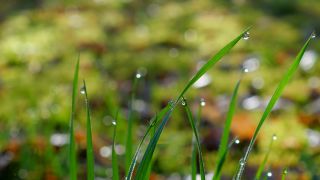 Link to Video | flora, drop, vegetation, green, grass, meadow, nature