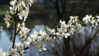 Link zum Video | Weißdorne, Vegetation, Ast, Blüte, Pflanzen, Natur, Weißdornblätter mit Blüten