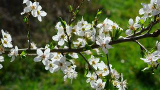 Link to Video | Crataegus, vegetation, branch, flower, plant, nature, hawthorn leaf and flower