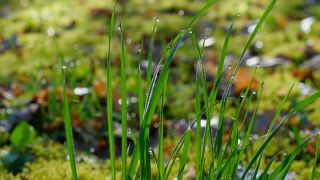 Link to Video | flora, drop, vegetation, green, grass, meadow, nature