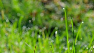 Link to Video | flora, drop, vegetation, green, grass, meadow, nature