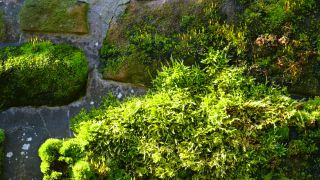 Link zum Video | Sandstein, Stein, Mauerwerk, Mauer, Gestein, Schiefer