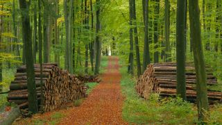 Link to Video | landscape, bird's-eye view, autumn leaf color, Rhineland-Palatinate, autumn, landscape element, Germany, vegetation, Woodpile, landform, Freudenburg, ecosystem, forest, aerial shot, Freudenburg, nature