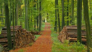 Link to Video | landscape, bird's-eye view, autumn leaf color, Rhineland-Palatinate, autumn, landscape element, Germany, vegetation, Woodpile, landform, Freudenburg, ecosystem, forest, aerial shot, Freudenburg, nature