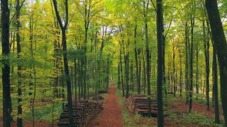 Link zum Video | Landschaft, Vogelperspektive, Herbstfärbung, Rheinland-Pfalz, Herbst, Landschaftselement, Deutschland, Vegetation, Polter, Landform, Freudenburg, Ökosystem, Wald, Luftaufnahme, Freudenburg, Natur