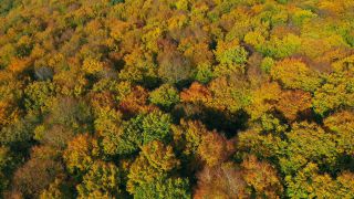 Link zum Video | Landschaft, Farbe, Baum, Vogelperspektive, Herbstfärbung, Rheinland-Pfalz, Herbst, Waldzustand, Laub, Deutschland, Waldzustandsbericht, Landform, bunt, Blatt, Wald, Luftaufnahme, Bunt, Kastel-Staadt, Gehölz, Natur, Blattwerk