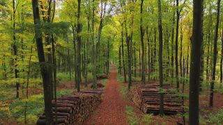 Link to Video | landscape, bird's-eye view, autumn leaf color, Rhineland-Palatinate, autumn, landscape element, Germany, vegetation, Woodpile, landform, Freudenburg, ecosystem, forest, aerial shot, Freudenburg, nature